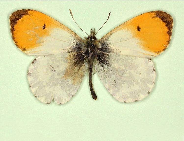 Anthocharis cardamines male (aberrant form nov 3) (Internet Image property of respective owner, non-commercial use only)